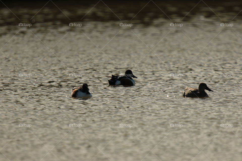 Mallards 