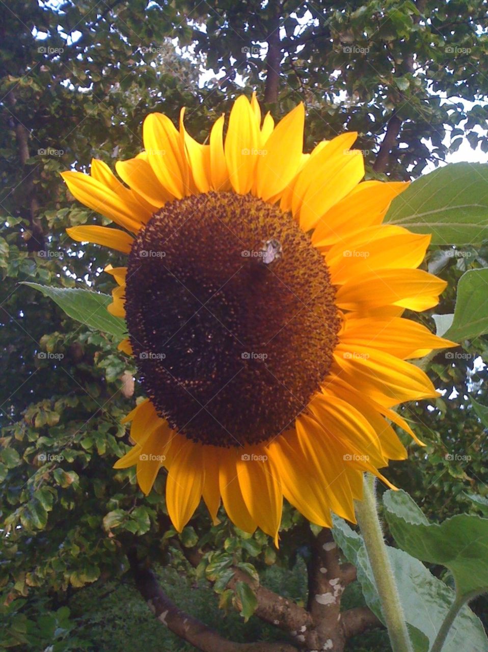 Sunflower