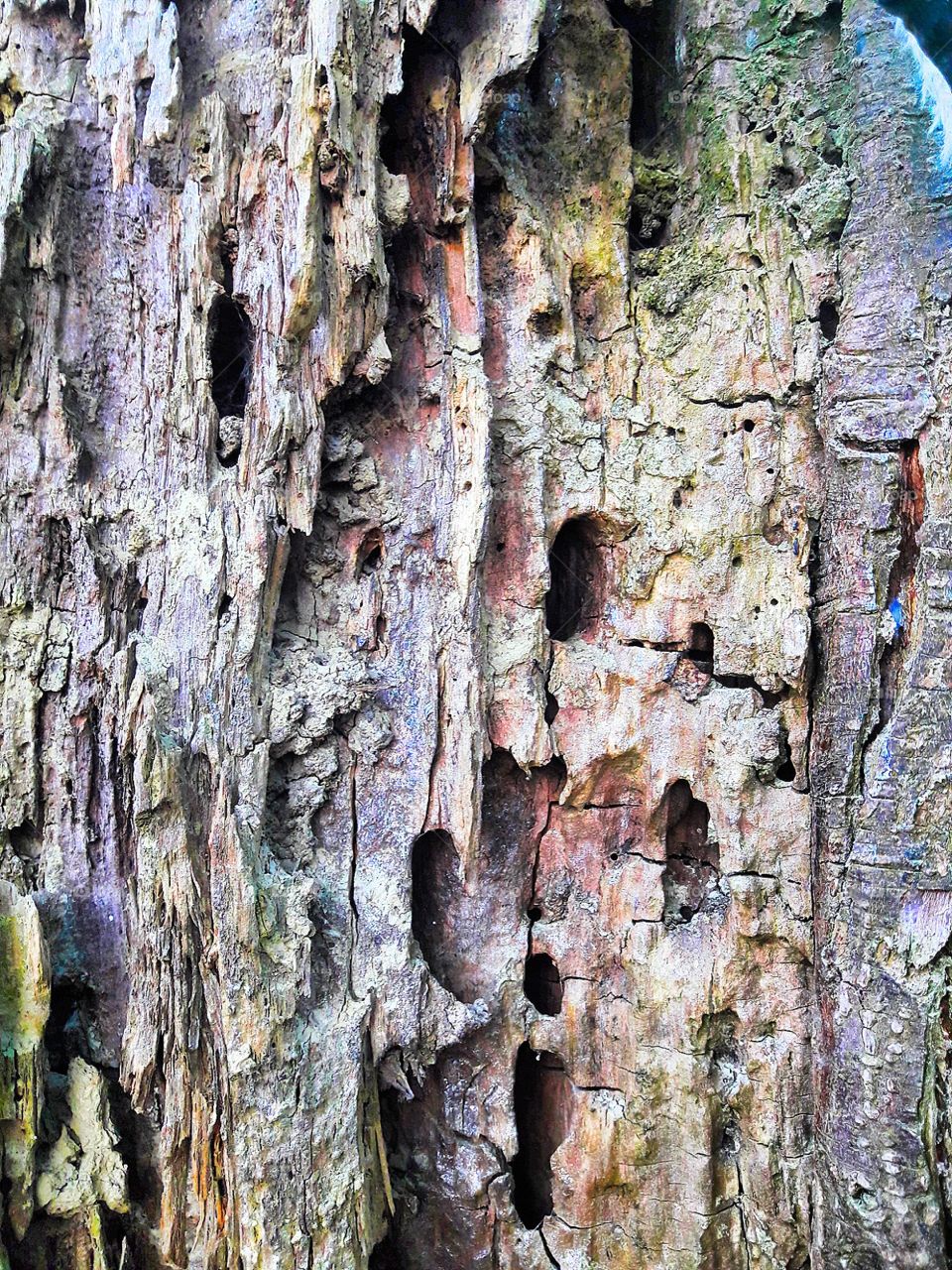 holes of insect on wood