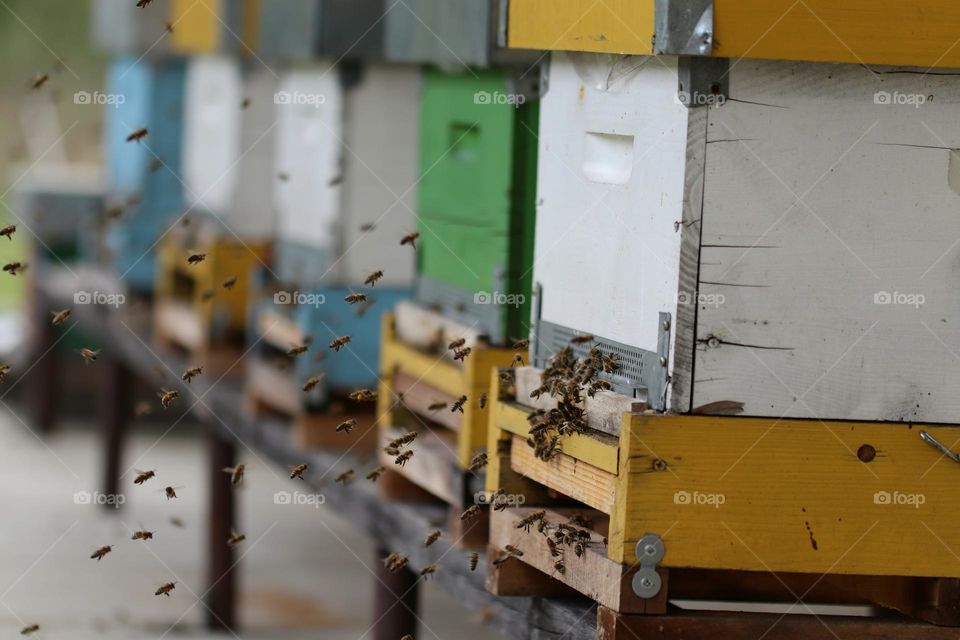 Birds& Bees- Nature in Motion