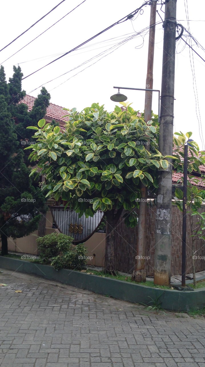 Two tone colour leaves