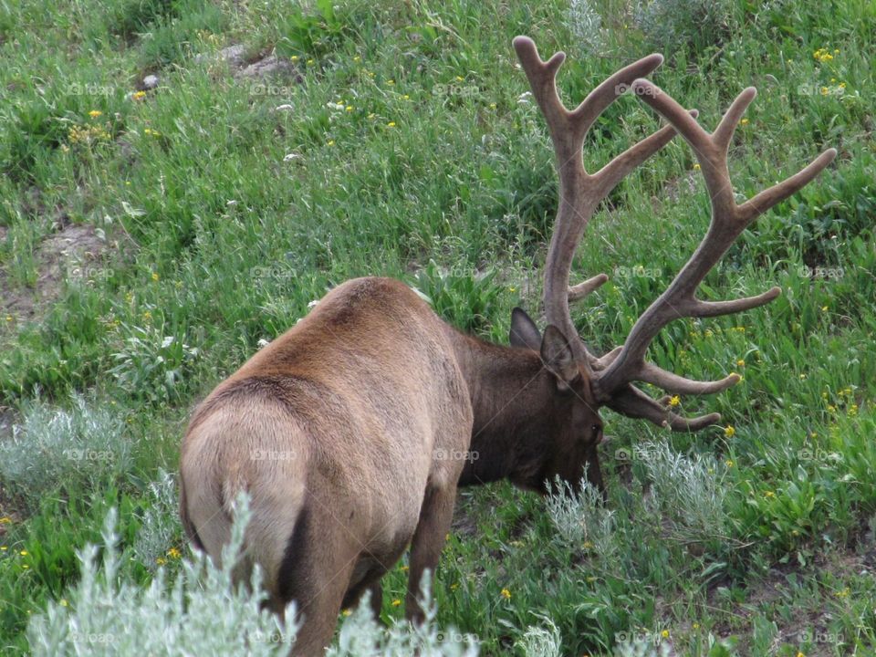 elk