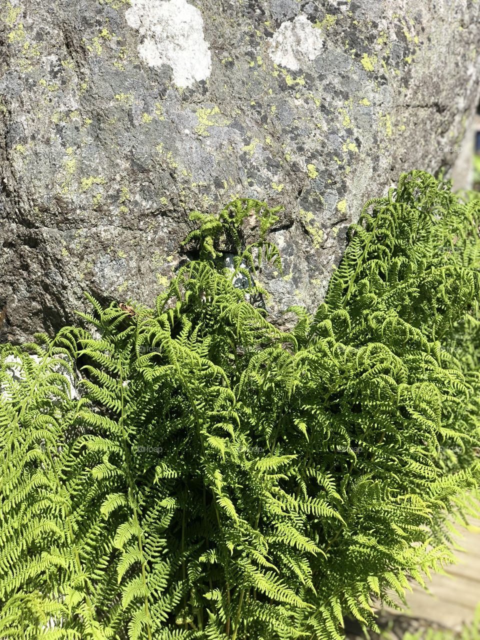 Ferns growing tight to the rocks 