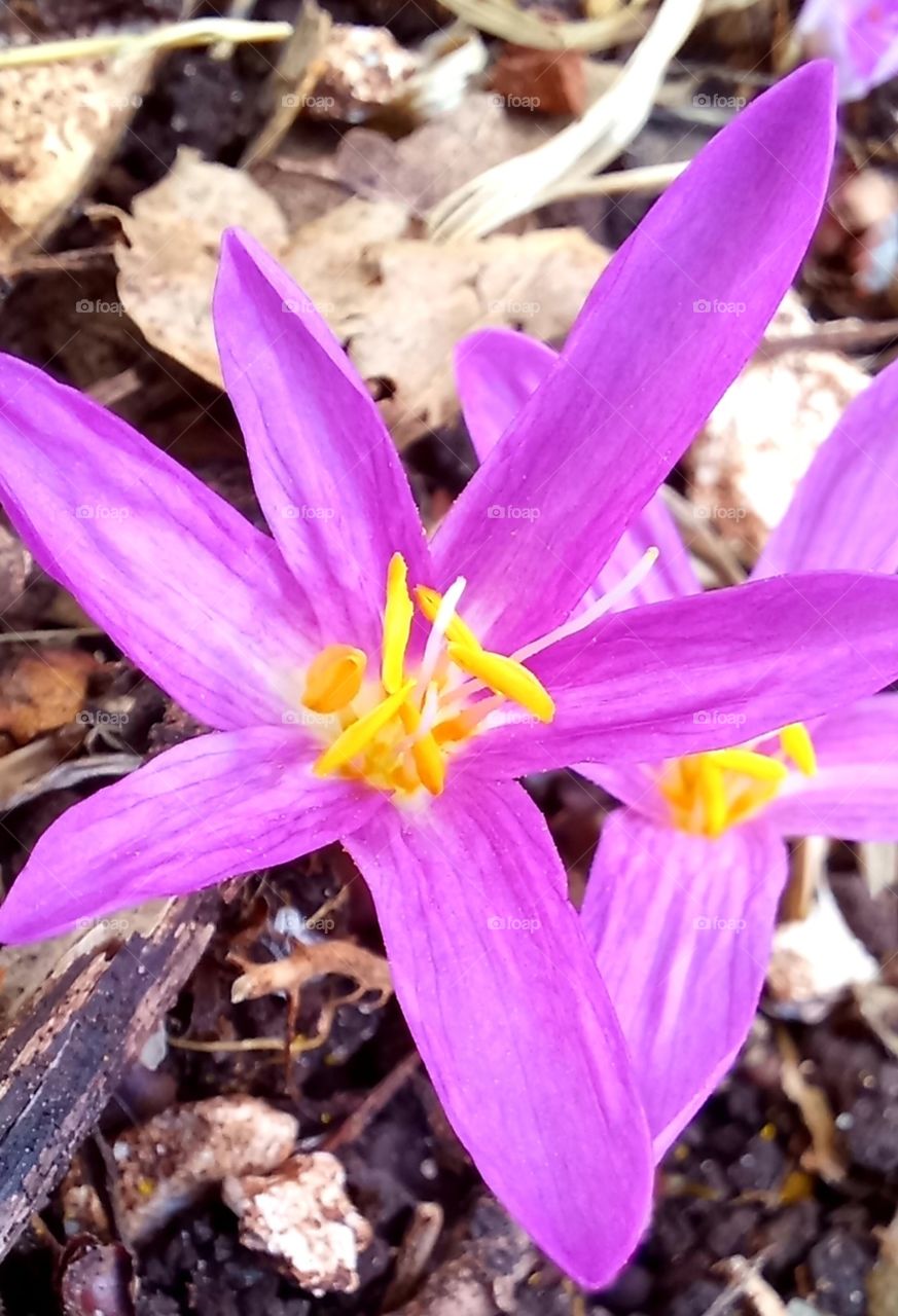 Colchicum autumnale