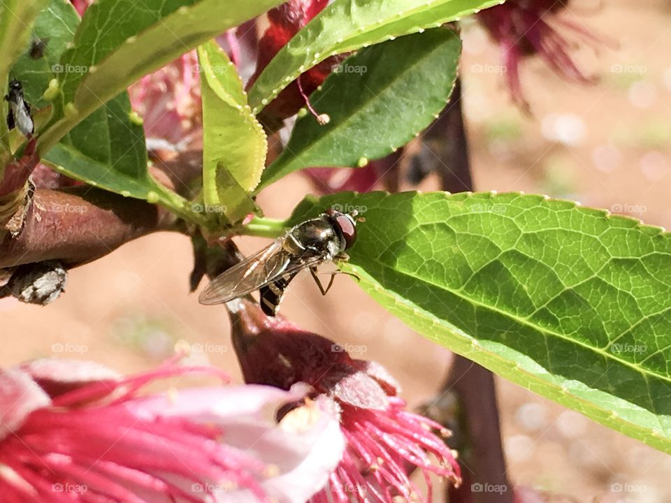 Closeup of a banded bee on a nectarine fruit tree leaf