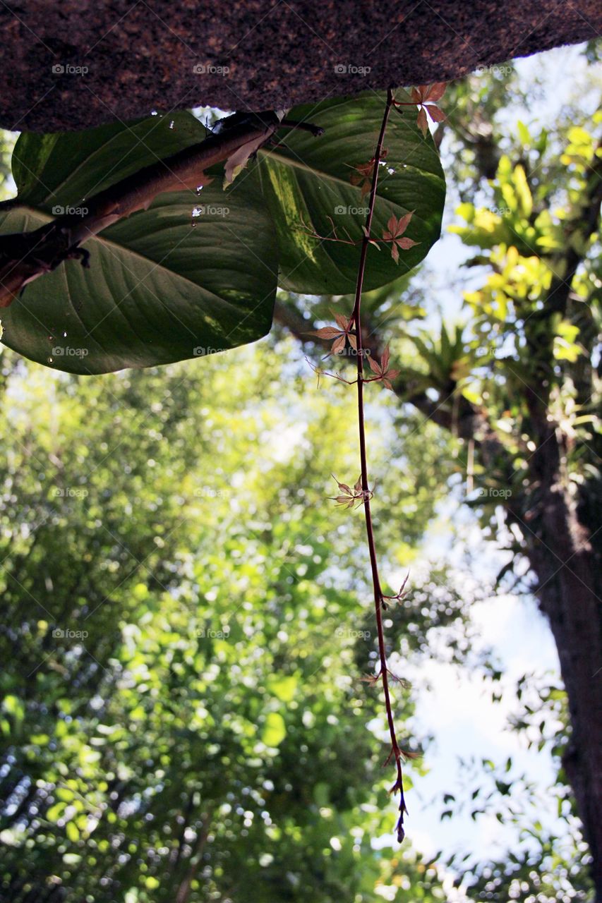 Leaves in rainforest 