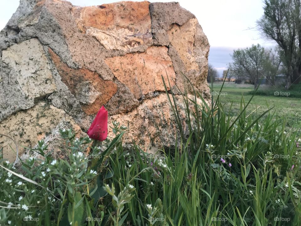 Rose with stone wall and countryside 