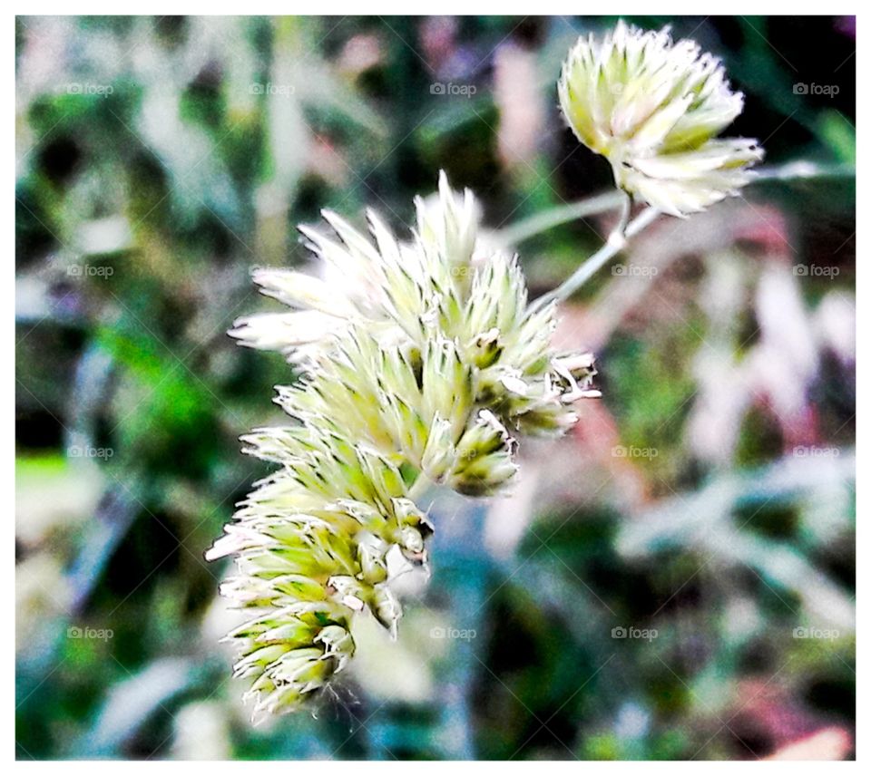 pending in the garden