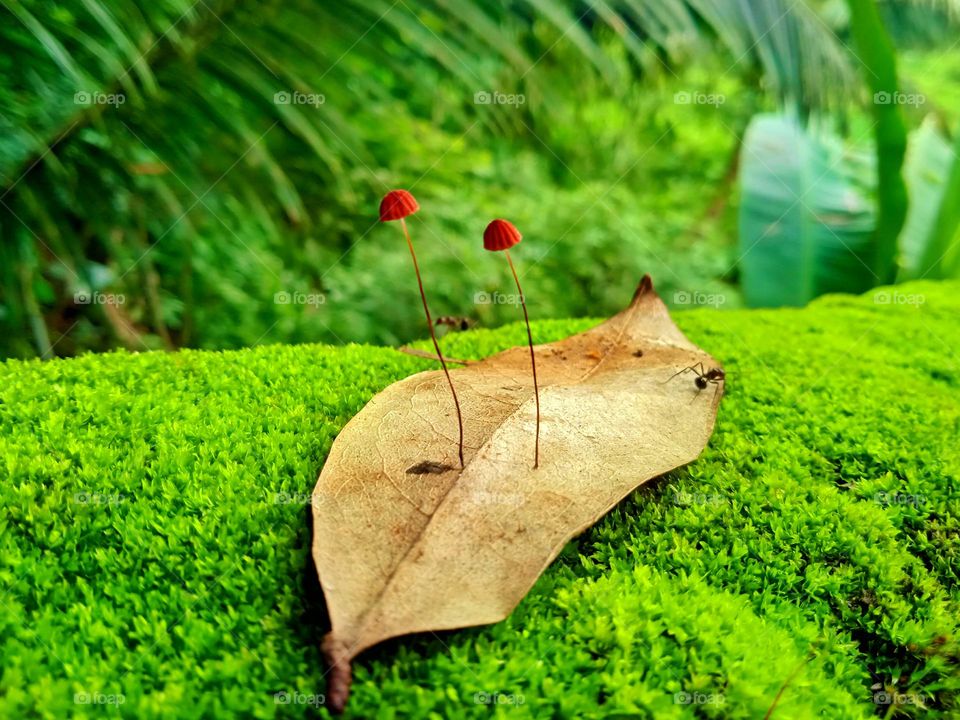 Mushrooms on dead leaf