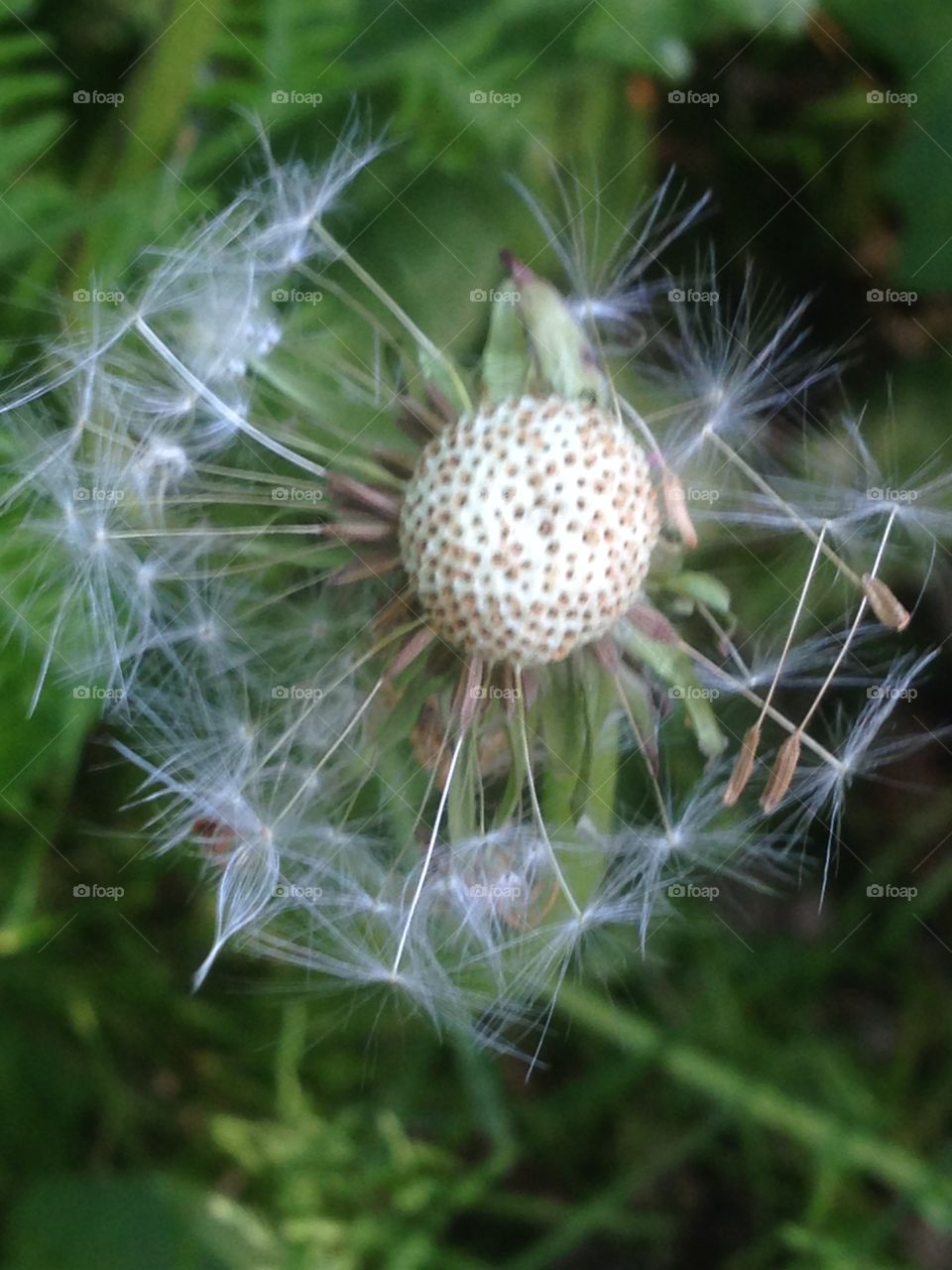 Dandelion clock