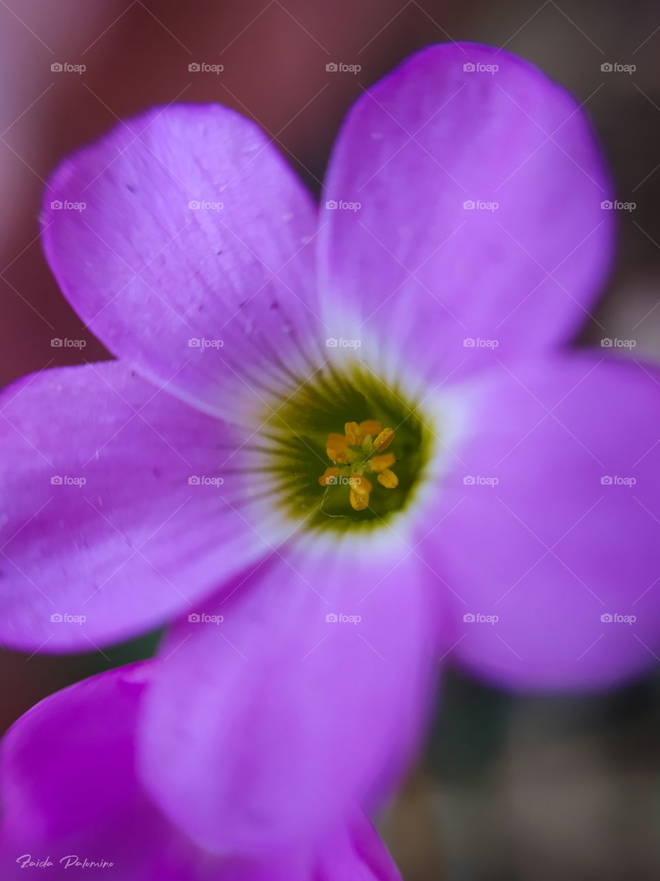 pequeña flor morada