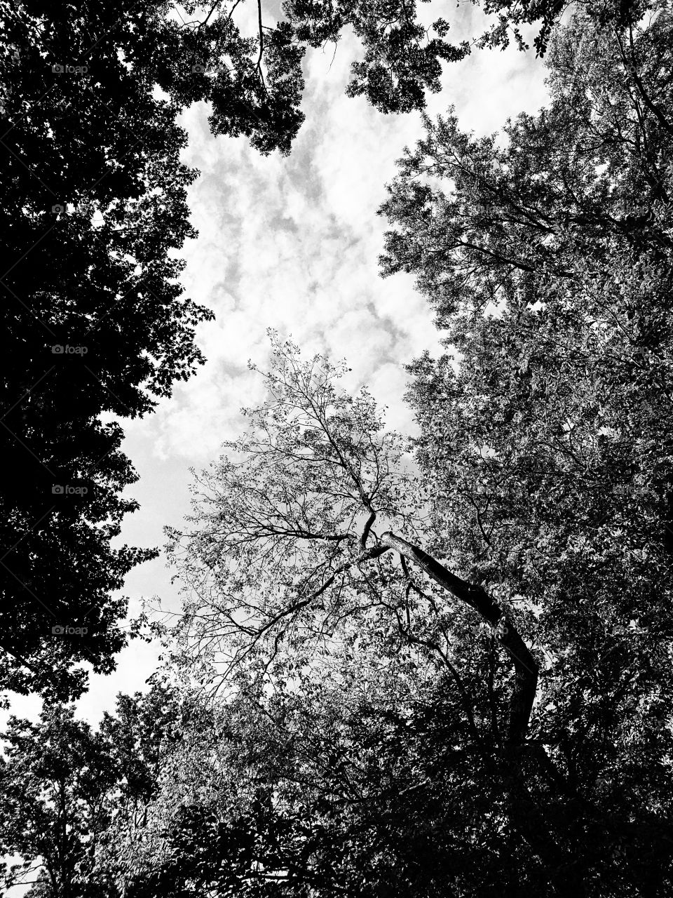 Trees and sky in Black and white.