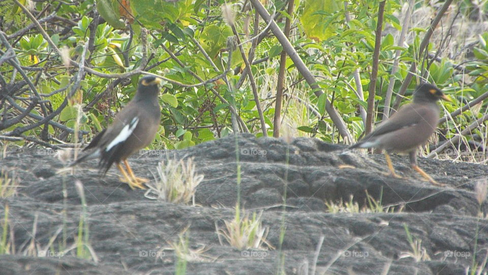 Hawaiian Birds Big Island.