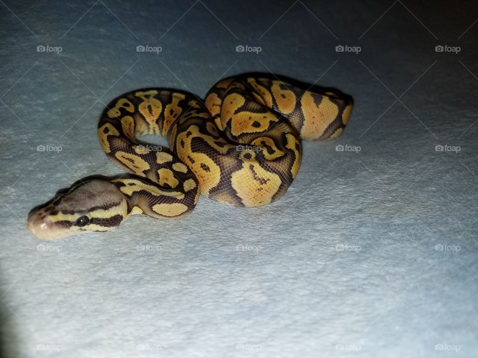 super pastel ghost ball python