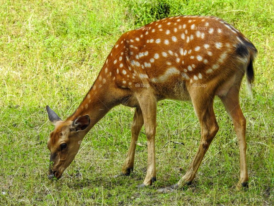Female Ussuri spotted deer. They are timid, cautious, and quick.