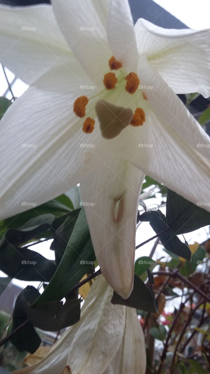 beautiful white flower from a vase