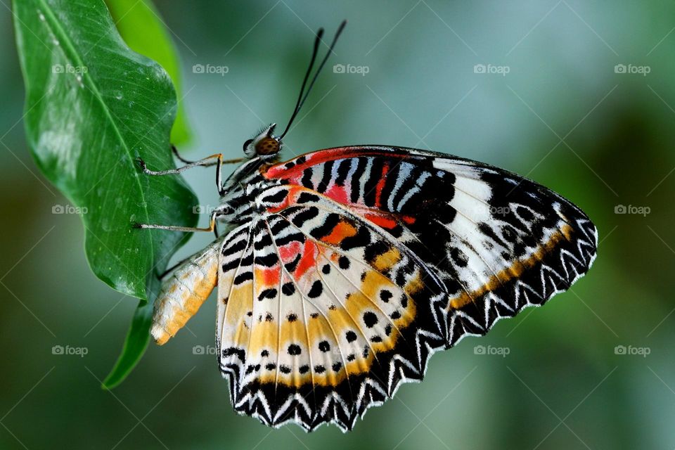 Beautiful and colourful butterfly
