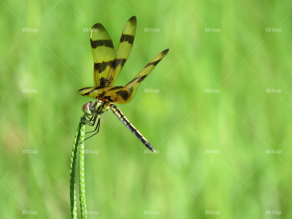 Halloween Pennant dragonfly