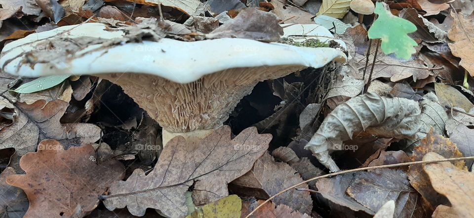 White mushroom in the forest close-up