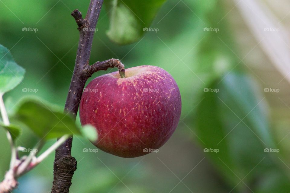 Lonely Apple