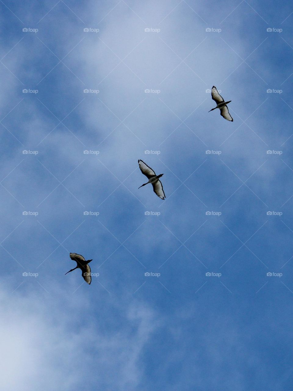 Sacred ibis bird flying in the sky