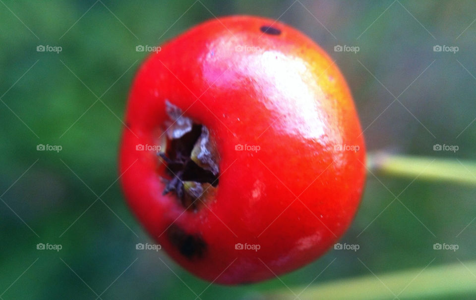 green nature macro red by riksen