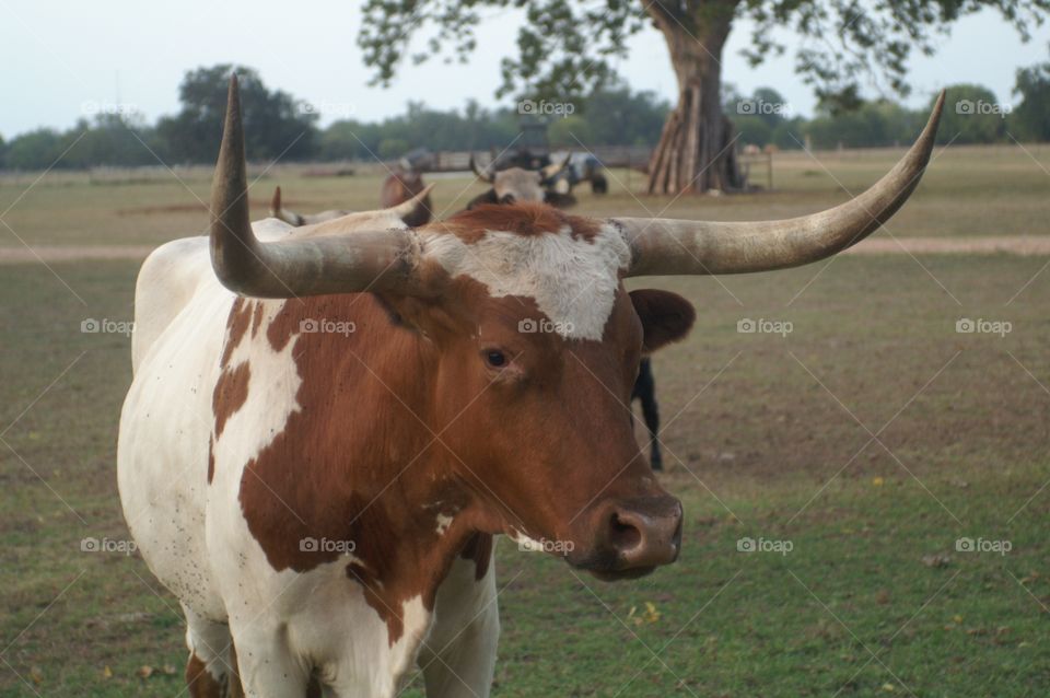 Mammal, Agriculture, Cattle, Cow, Farm