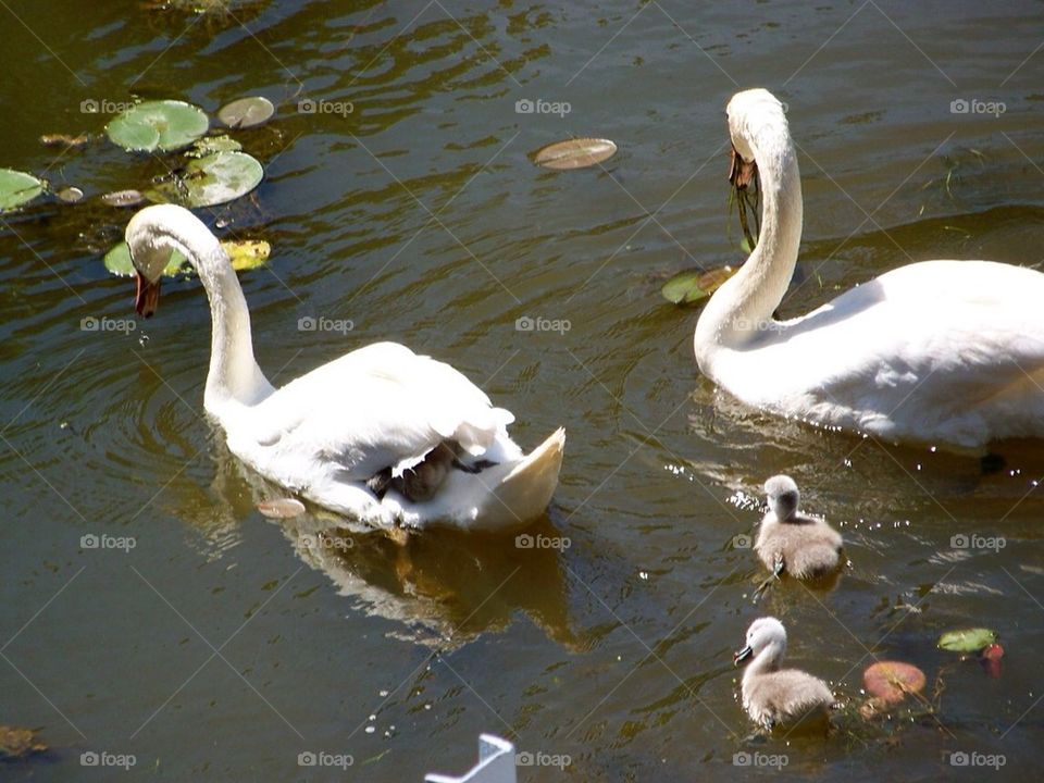 Riding on Moms back, swan family