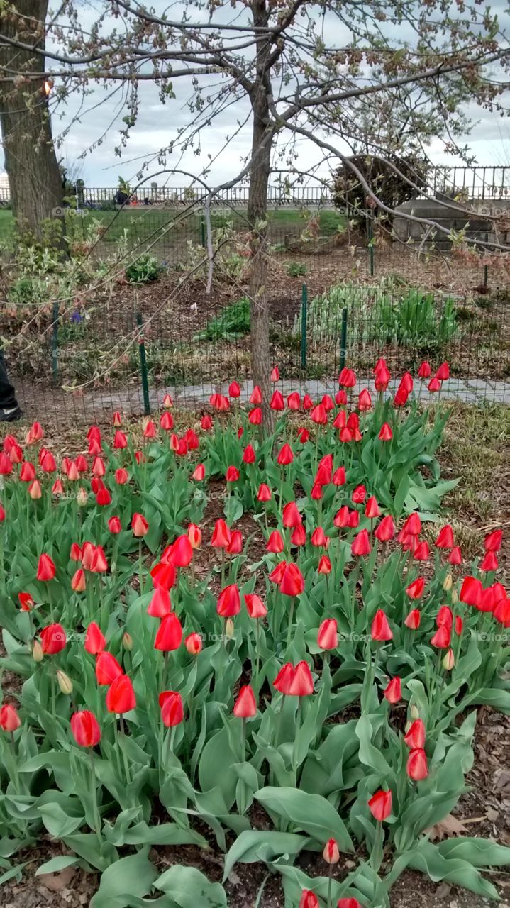 Red Tulips Early signs of Spring