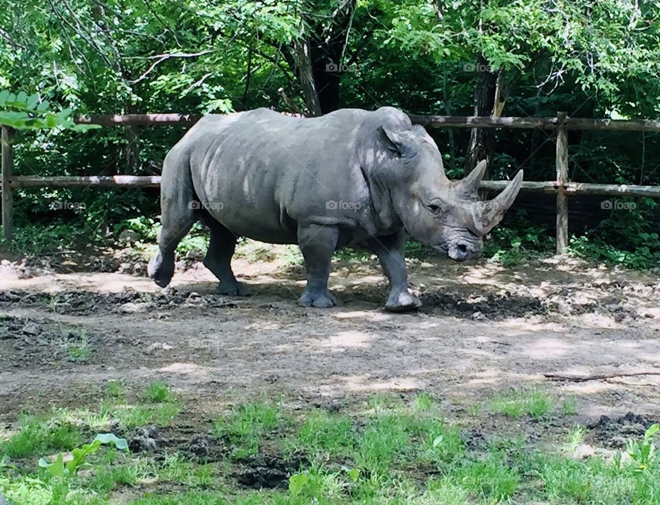 Huge gray rhinoceros with two long horns in its head is very beautiful in this photo. 