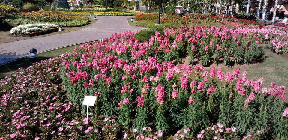 Beautiful garden festival in autumn season,you can see many rare flower.it's amazing.