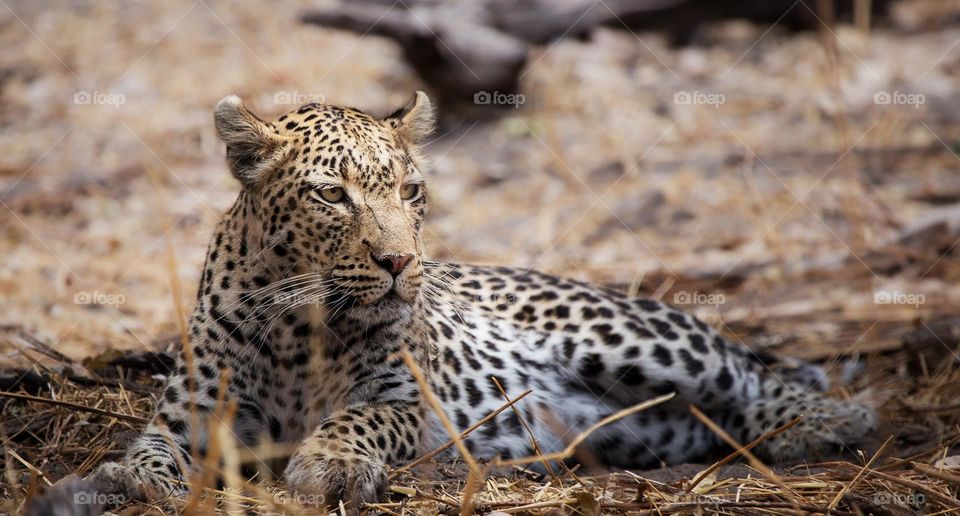 Moremi wildlife pictures