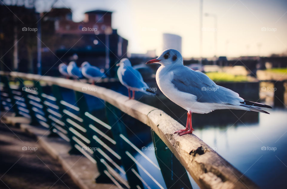 Seagulls