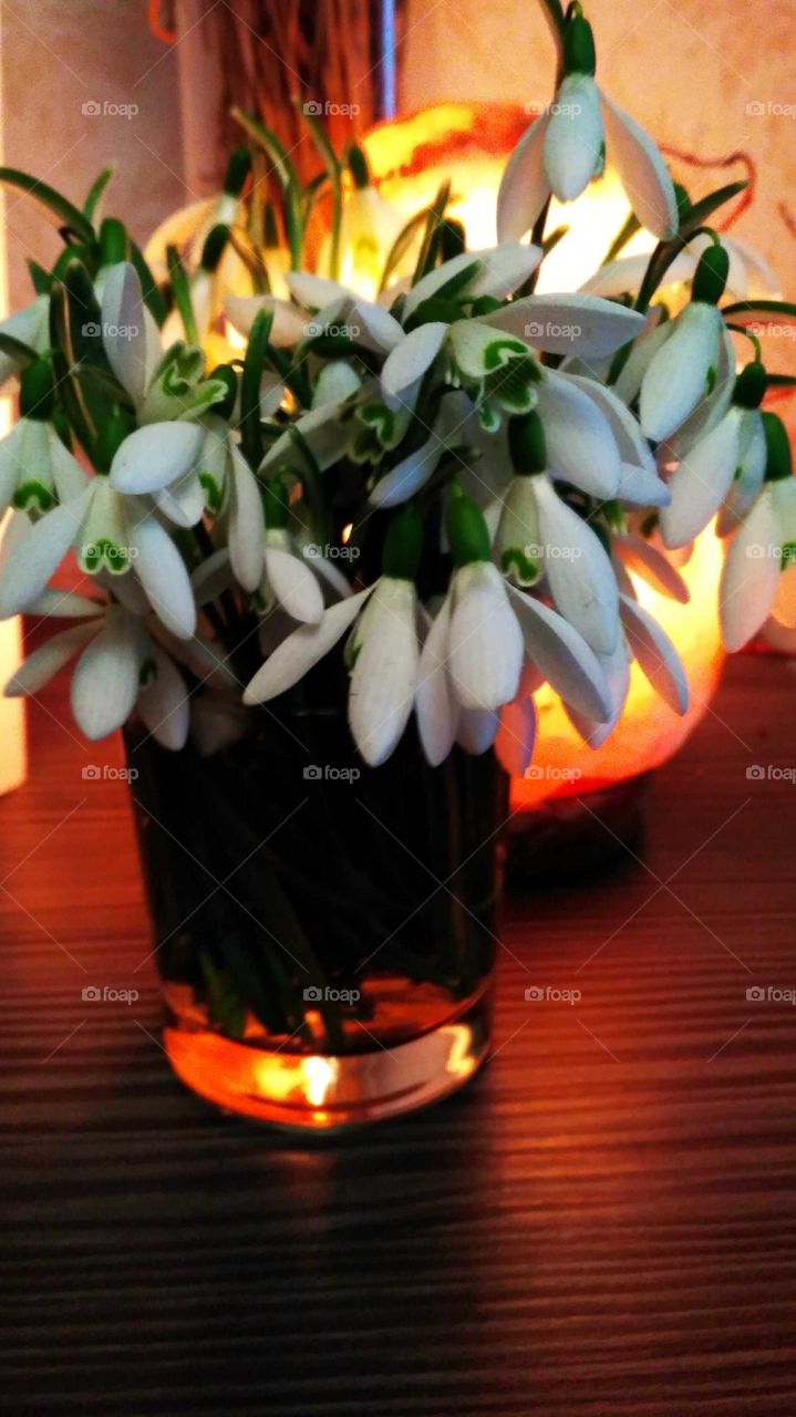 підсніжник