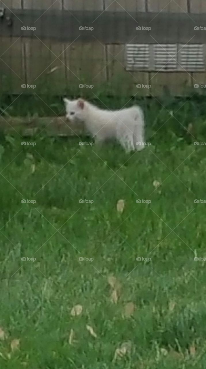 white Manx kitten. one of our feral cats had this white tail less kittens