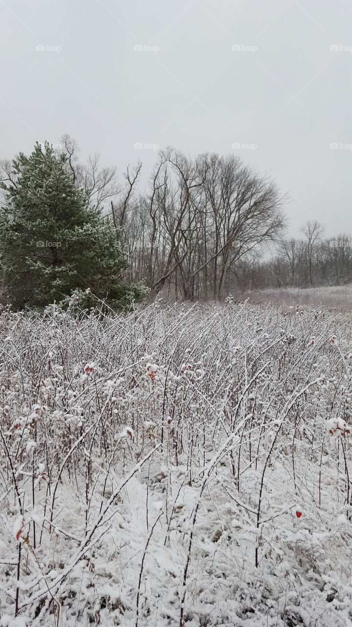 First Snow