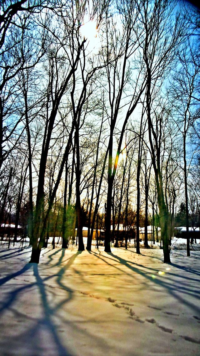 Backyard shadows 