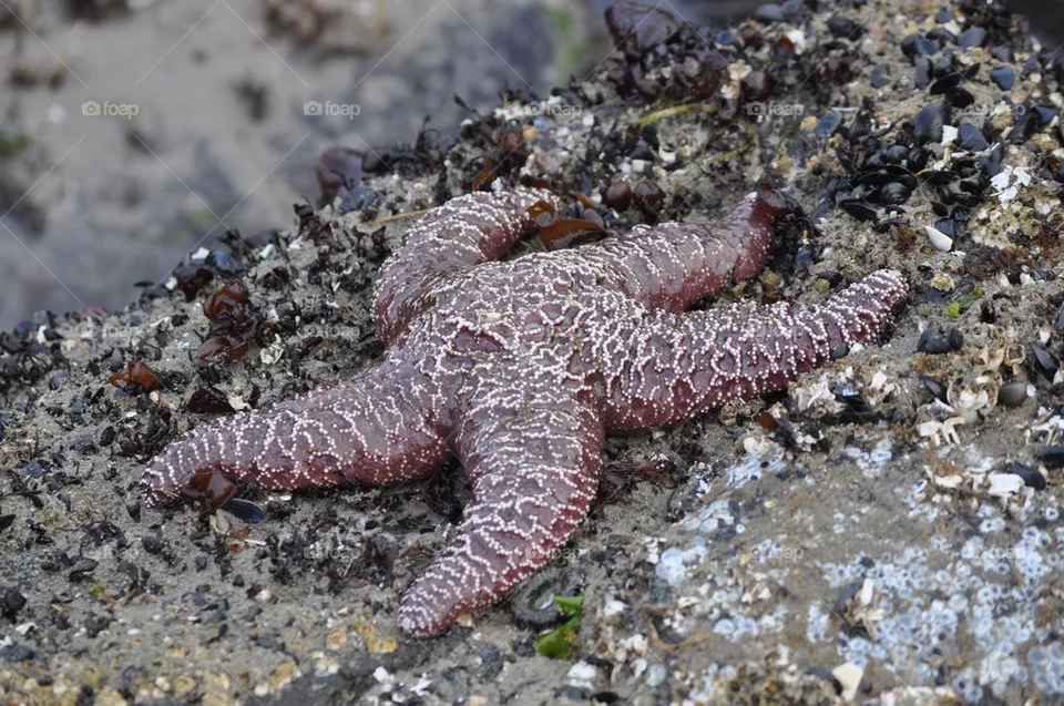 Star fish 