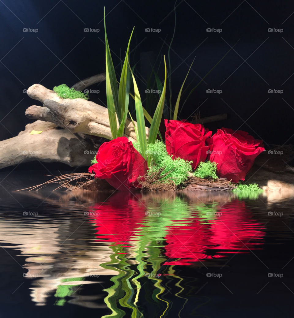 Roses near water
