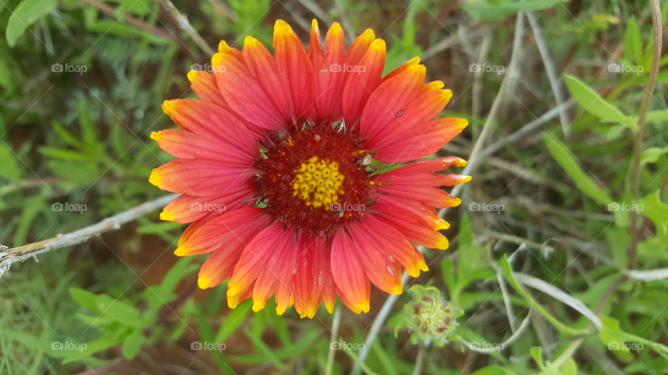 Texas wild flower