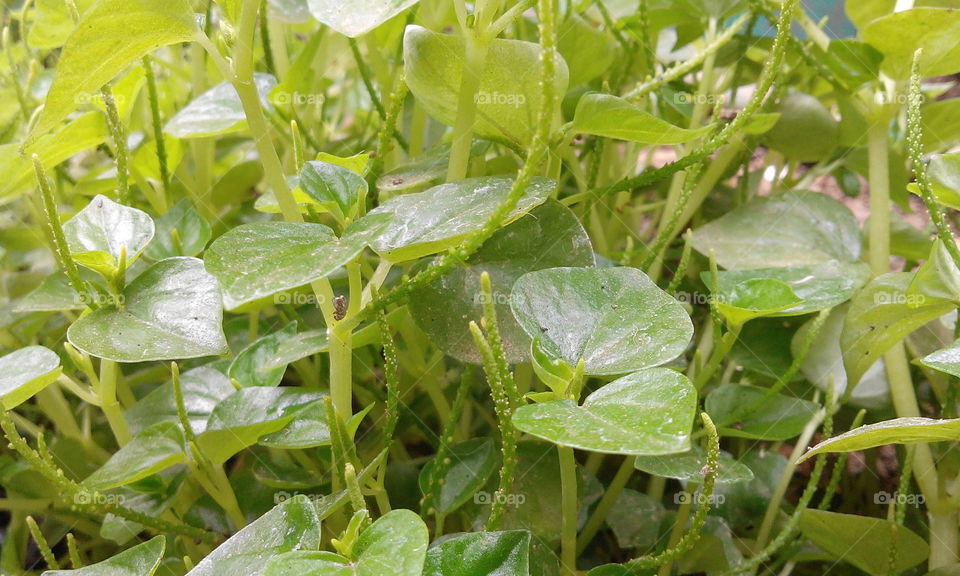 Peperomia pellucida