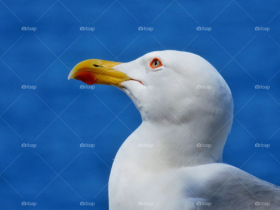 Italian seagull 