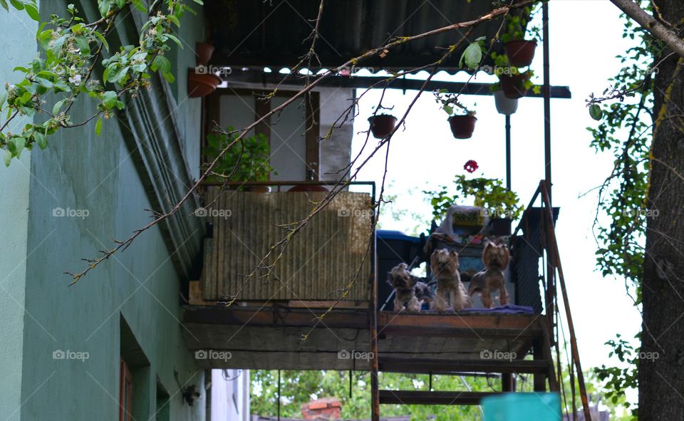 House, People, Wood, Family, Outdoors