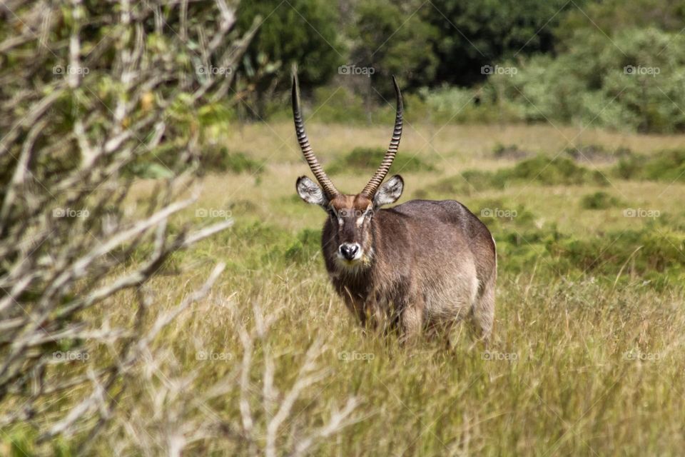 Waterbuck in the veld