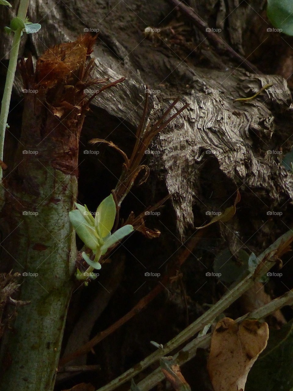 Green sprout in forest