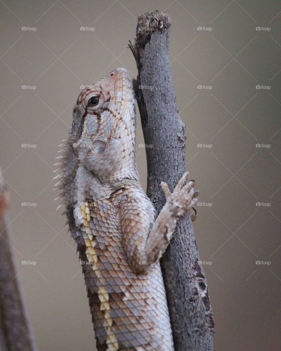 sits like a man  ,but smiles like a reptile