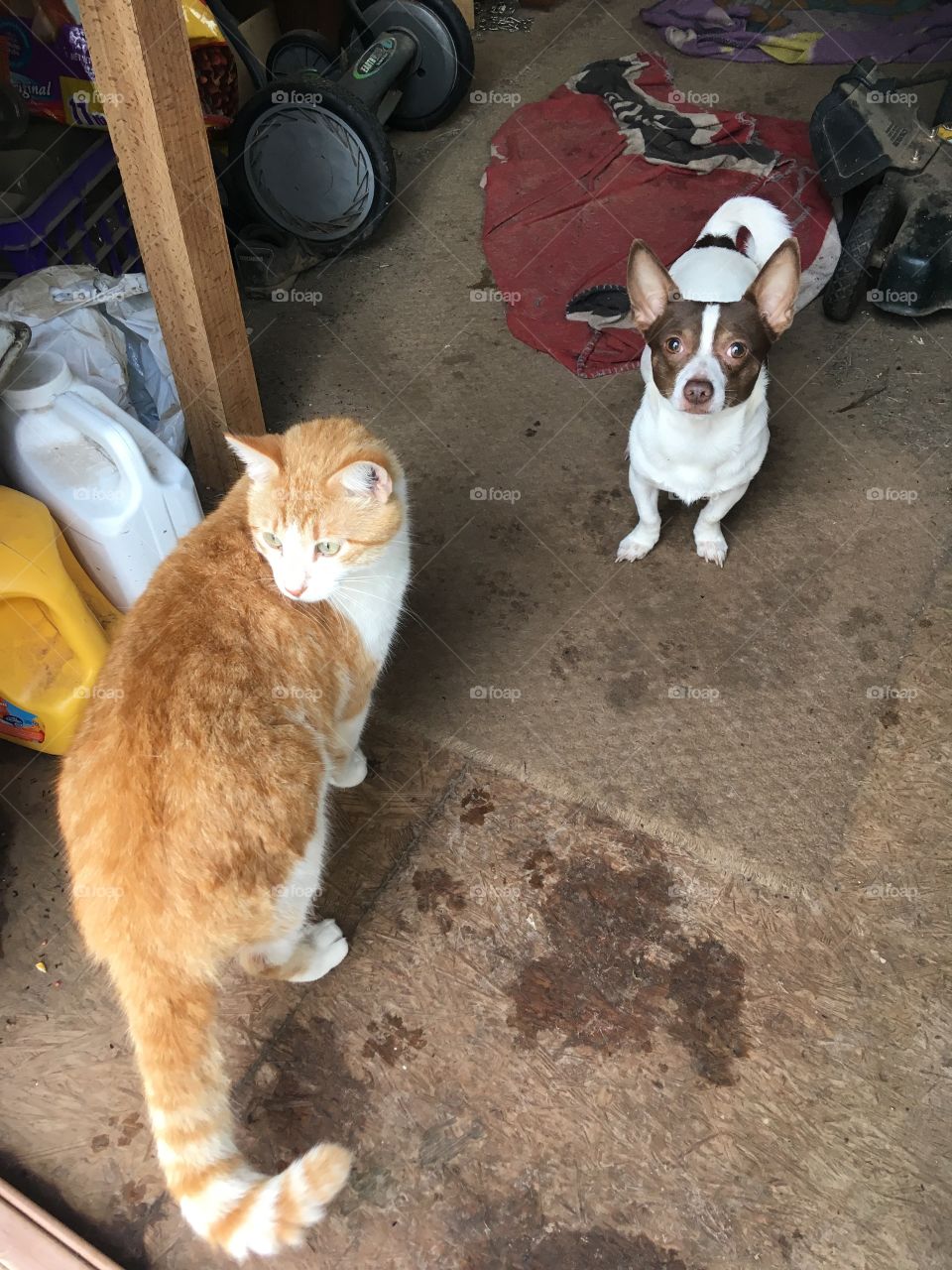 Tom and Gizmo checking things out after all the rain we got today, but it’s wet and muddy out there.