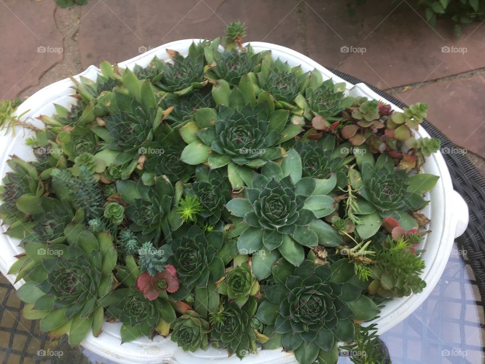 Succulent arrangement 