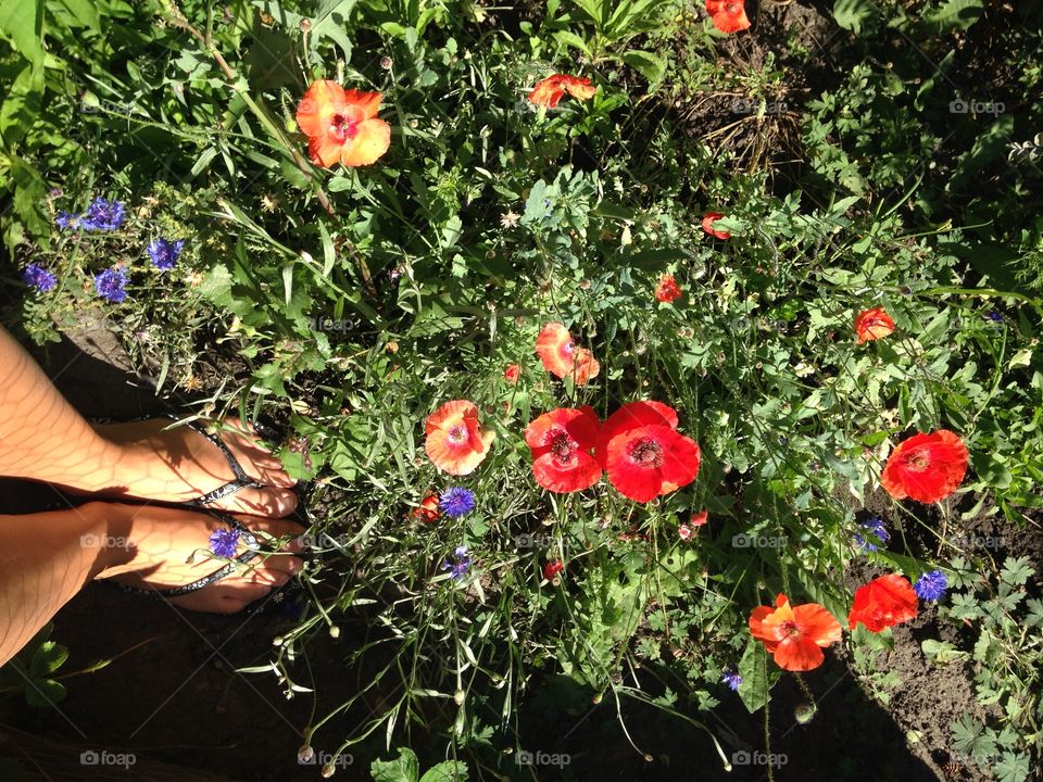 Beautiful poppies 