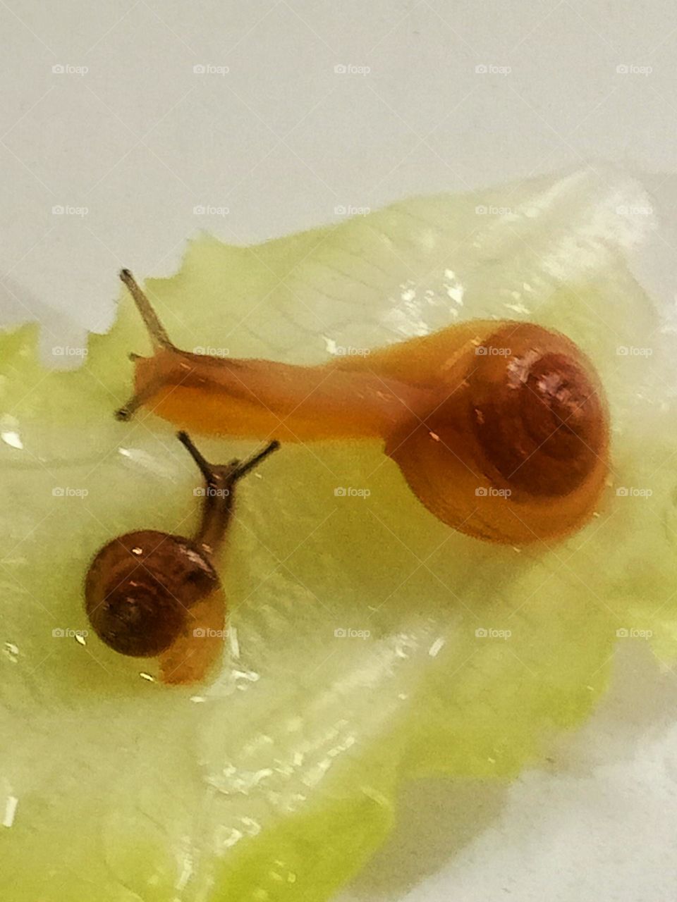snails